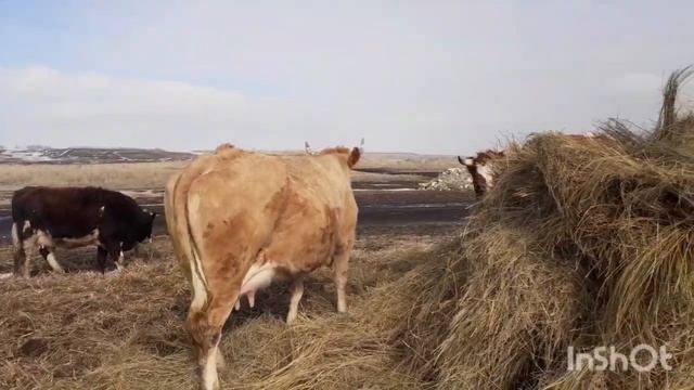 Когда же отелится Казачка?