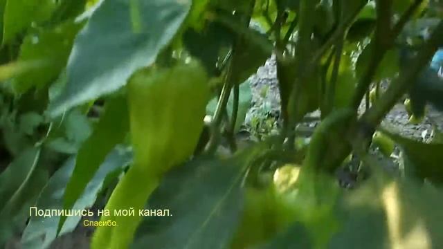 Pepper. Two weeks pocle formation. Перец болгарский. Прошло ещё две недели после формирования. смотреть онлайн