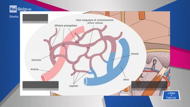 MyEdu per RAI Gulp - SCIENZE - La circolazione del sangue смотреть онлайн