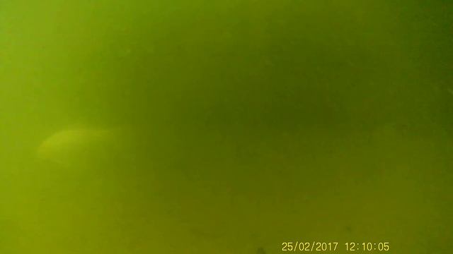 Смотрим за рыбами в пруду. Февраль 2017. Action-камера X-TRY XTC100 смотреть онлайн