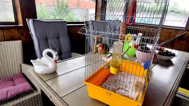 Обзор двора Сытников . Что растет на огороде ? смотреть онлайн