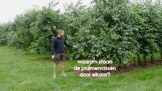 Pruimenteler Danny Halm - de pruimenteler смотреть онлайн