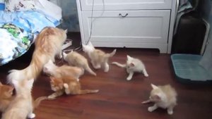 Рыжая мама кошка напугала своих котят