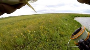 Ловля щуки из кувшинок на неогруженную резину. Щука из травы