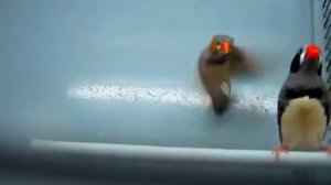 Амадины - Amadina