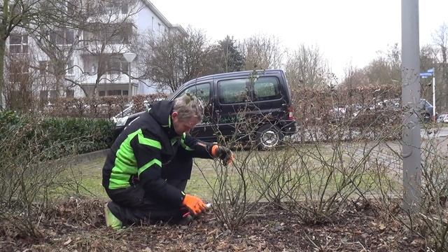 Rosen schneiden im Frühjahr: Rückschnitt von Bodendeckerrosen, Beetrosen, Edelrosen und Zwergrosen. смотреть онлайн