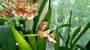 Уход за Камбриями.