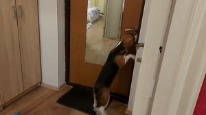 Собака Встречает Хозяйку С Работы / Dog Meets Owner From Work