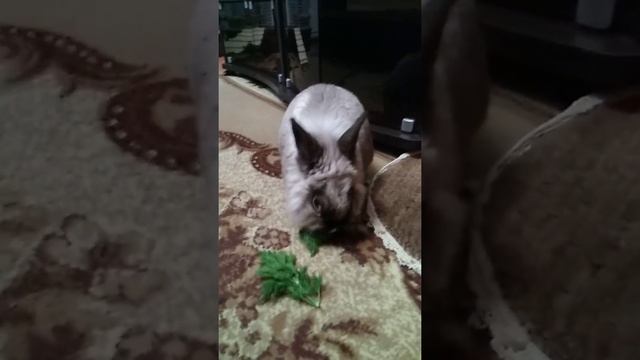 Декоративный львиноголовый кролик Зуйка хрумкает укроп смотреть онлайн
