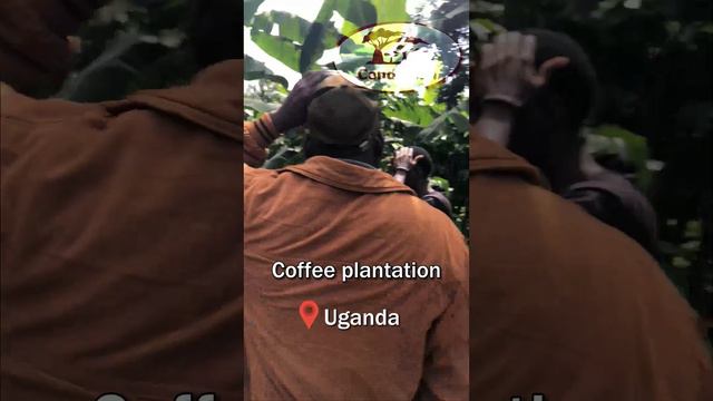 Coffee plantation, Uganda