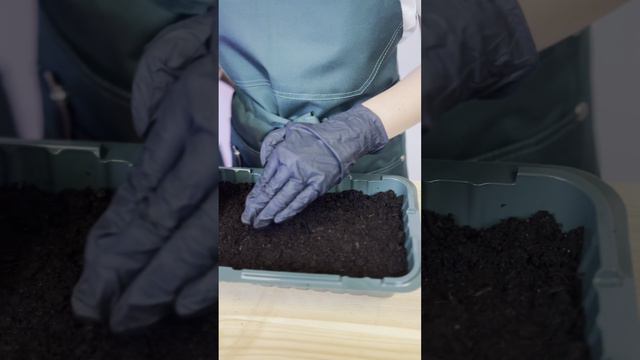 Перцы для контейнерного выращивания