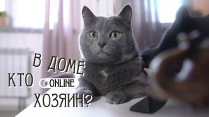 КАК ЖИВЁТСЯ КОТУ ПОПУЛЯРНОГО БЛОГЕРА?