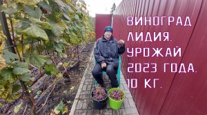 Виноград Лидия | Урожай 2023 года