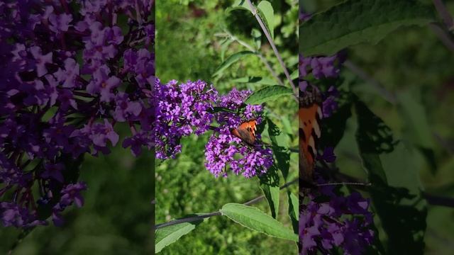 Буддлея Давида (Buddleja davidii).?