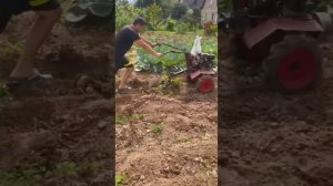 Копаю картошку мотоблоком, окучником.
