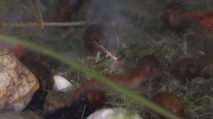 Гребляк. Водяная цикада среди клопов в природе и в аквариуме // Clever Cricket