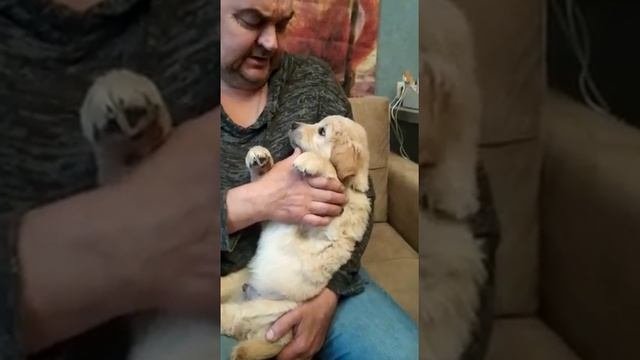 Щенок золотистого ретривера, мальчик