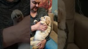 Щенок золотистого ретривера, мальчик