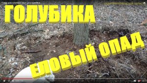 Почва для голубики.Грунт для голубики