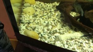 Заводим Астронотусов!!! 15. Кормим Астронотусов мясом хека.
