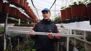 Самая МОЩНАЯ ПОДКОРМКА для Пеларгонии в Зимний период!