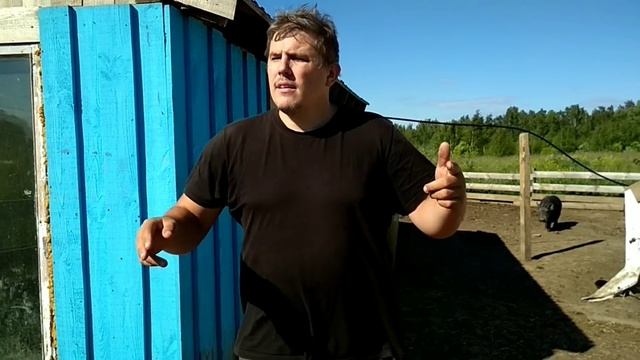 Определяем беременность свиньи. Метод на прогиб / Вьетнамские свиньи