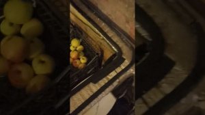 Холодильник самодельный для овощей в подвале/кладовке.