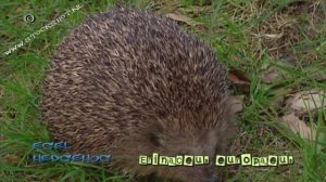 Egel - European hedgehog - Erinaceus europaeus