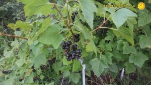 И подкормка смородины, и отпугивание вредителей