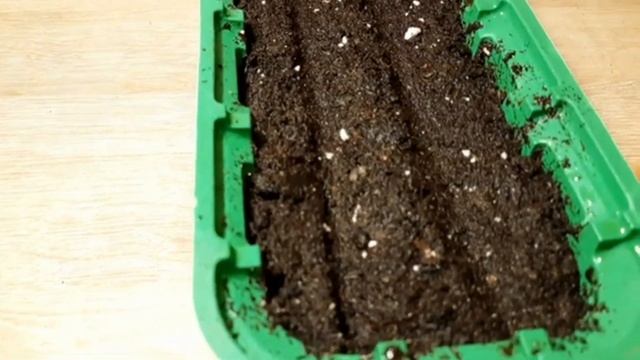 БЕГОНИЯ АМПЕЛЬНАЯ ИЗ СЕМЯН. ОТ ПОСЕВА ДО ЧЕРЕНКОВАНИЯ. ВСЕ ТОНКОСТИ ВЫРАЩИВАНИЯ. смотреть онлайн