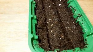 БЕГОНИЯ АМПЕЛЬНАЯ ИЗ СЕМЯН. ОТ ПОСЕВА ДО ЧЕРЕНКОВАНИЯ. ВСЕ ТОНКОСТИ ВЫРАЩИВАНИЯ.