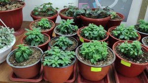 Где и как сохраняю маточные растения зимой. Зимовка петунии пеларгонии бегонии в прохладных условиях