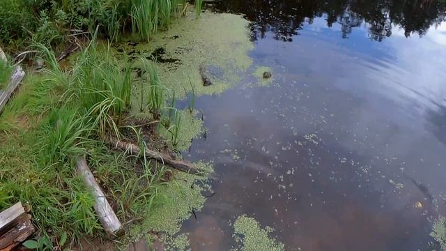 Рыбалка на окуня .Ловля окуня на спиннинг.Блесна вертушка работает.