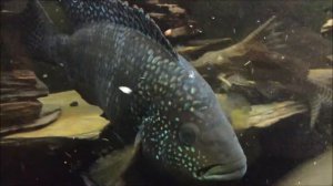 Hand Feed Jack Dempsey