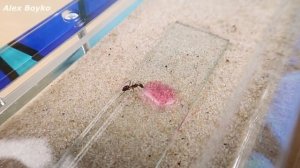 Я покрасил Муравьев! Разноцветные муравьи! alex boyko