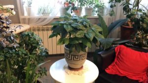 КЛЕРОДЕНДРУМ ТОМПСОНА КАК Я ЗА НИМ УХАЖИВАЮ 2022