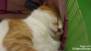 Баю-Бай засыпай, спите кошечки бай-бай.