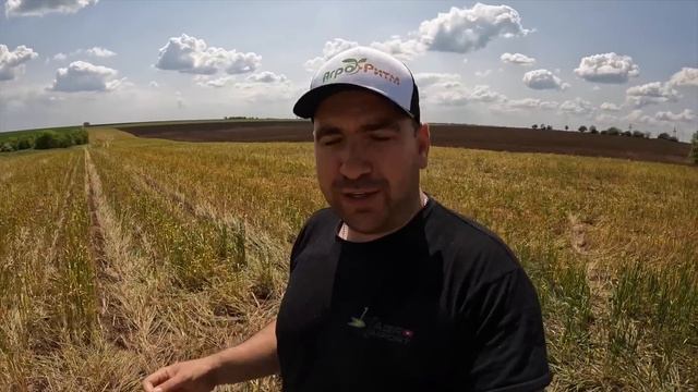 Ноутил можно вычеркивать! Посев подсолнечника. Разная технология обработки почвы в сезоне 2023