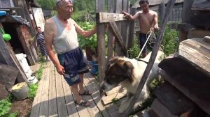 Аборигенов. Сын приехал с города и сразу на рыбалку. У Тора радость. Жизнь в глубинке.