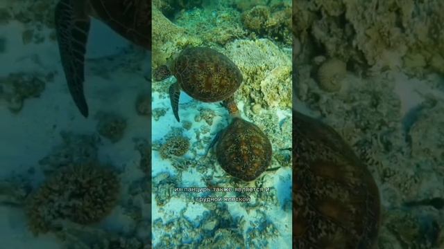 Интересные факты из жизни морских черепах