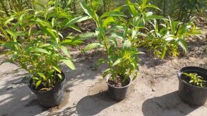 Цеструм-ночной жасмин. Самое Ароматное растение!