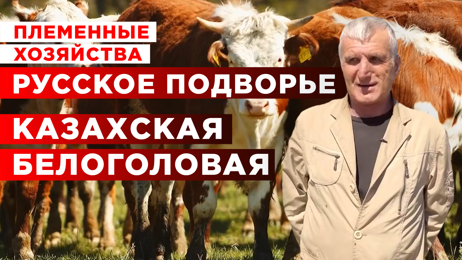 Племенное хозяйство | Казахская белоголовая корова | Мясное животноводство