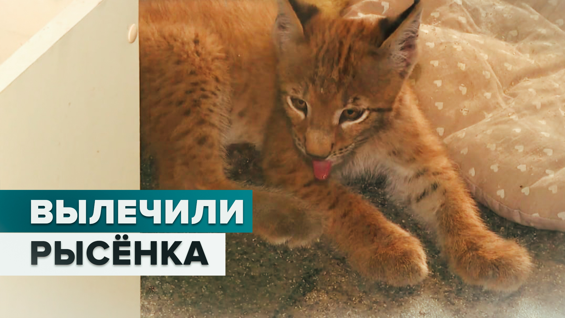 В иркутском «Доме природы» выходили рысёнка-инвалида
