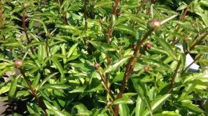 Peony White Frost - www.peonyshop.com