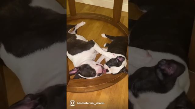 щенки боксера купить в москве #bostonterrier #бостонтерьер #bostonterrierlove #bostonterrierpuppy