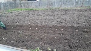 Посадка картофеля В БОРОВКИ под плуг мотоблоком МТЗ 09Н