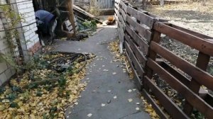 Восточно-европейская овчарка.