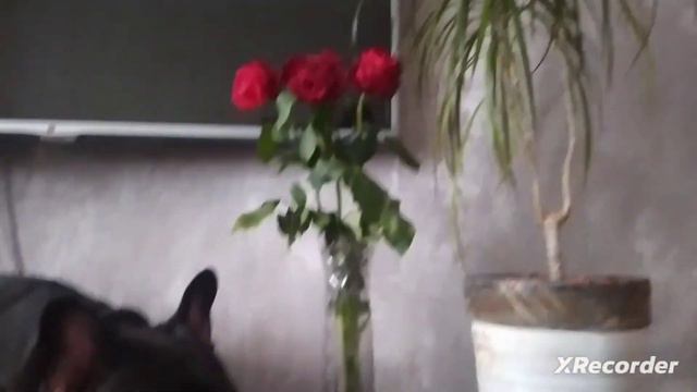 Баксик спит на тумбочке (Baksik sleeps on the nightstand) смотреть онлайн