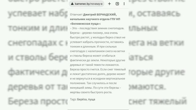 Почему березы согнулись к земле?