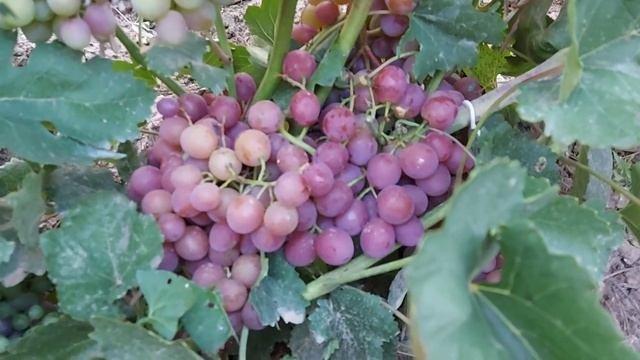 Фламия